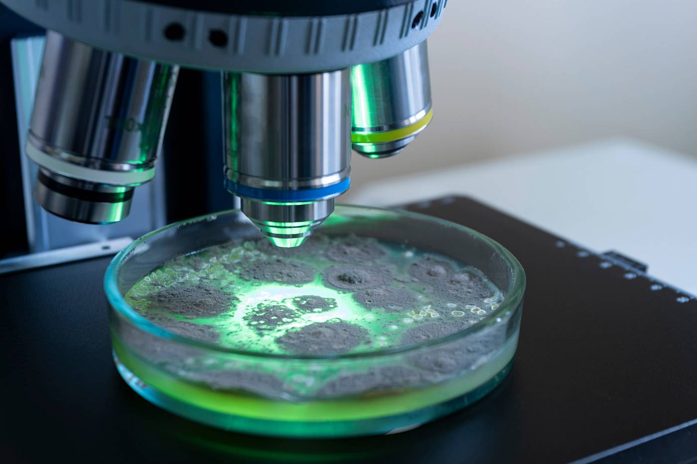 Schimmelpilz-Kultur in einer Petrischale unter einem Mikroskop mit grünem Licht.