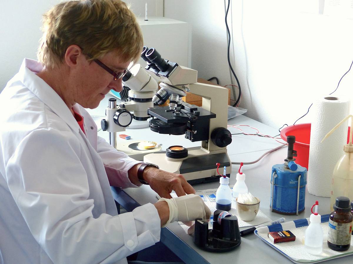 Laborantin analysiert Proben unter dem Mikroskop und führt mikroskopische Untersuchungen durch.