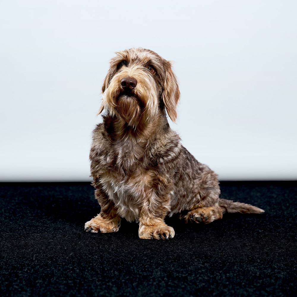 Portrait von Dackel Nala