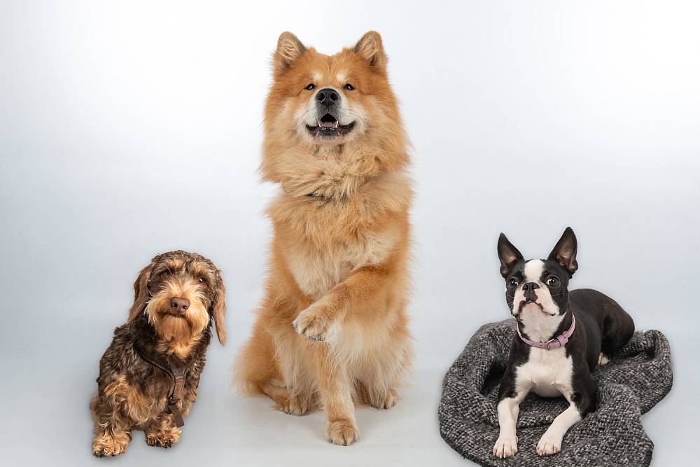 Portrait von den Hunden Nala, Gino und Cookie