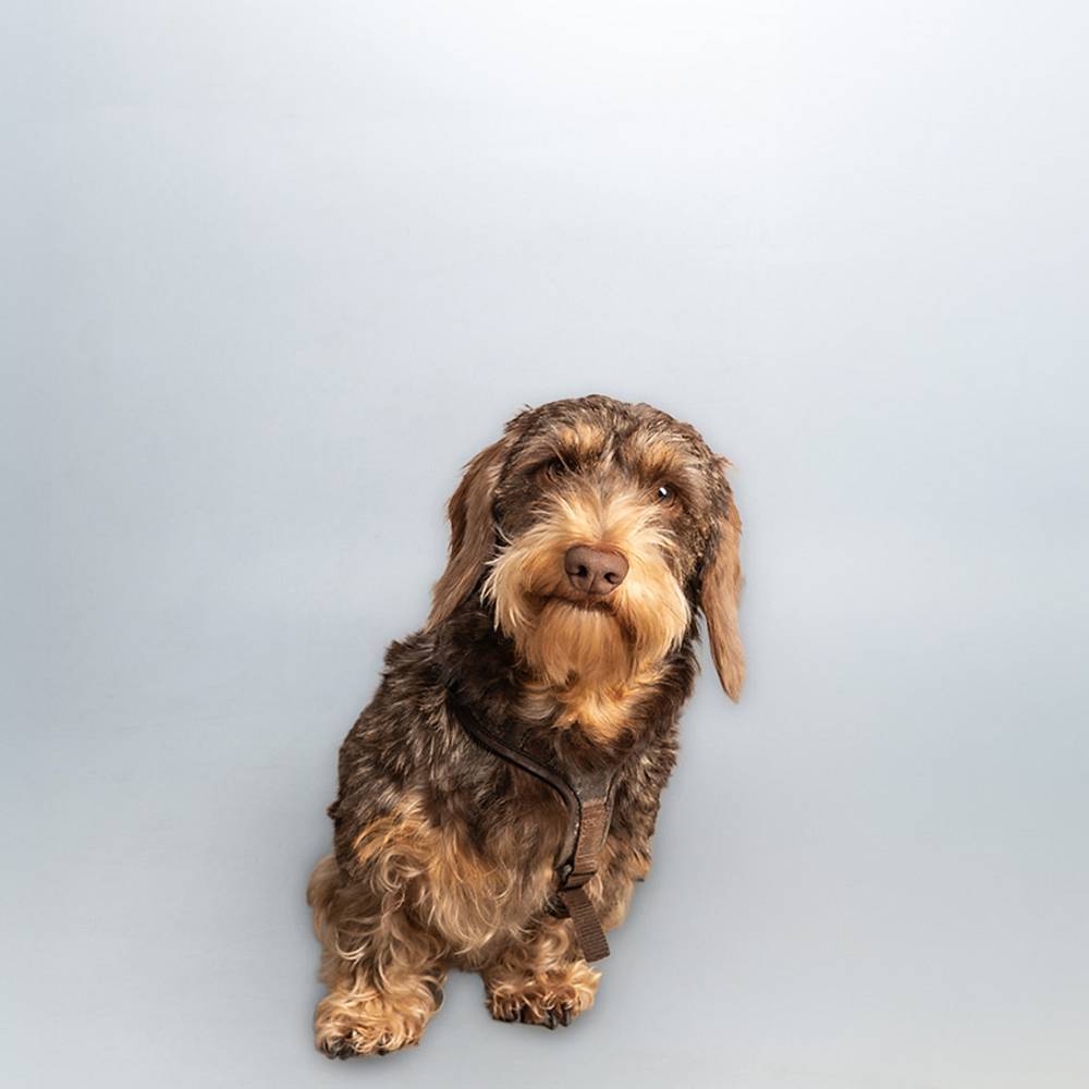 Portrait von Dackel Nala