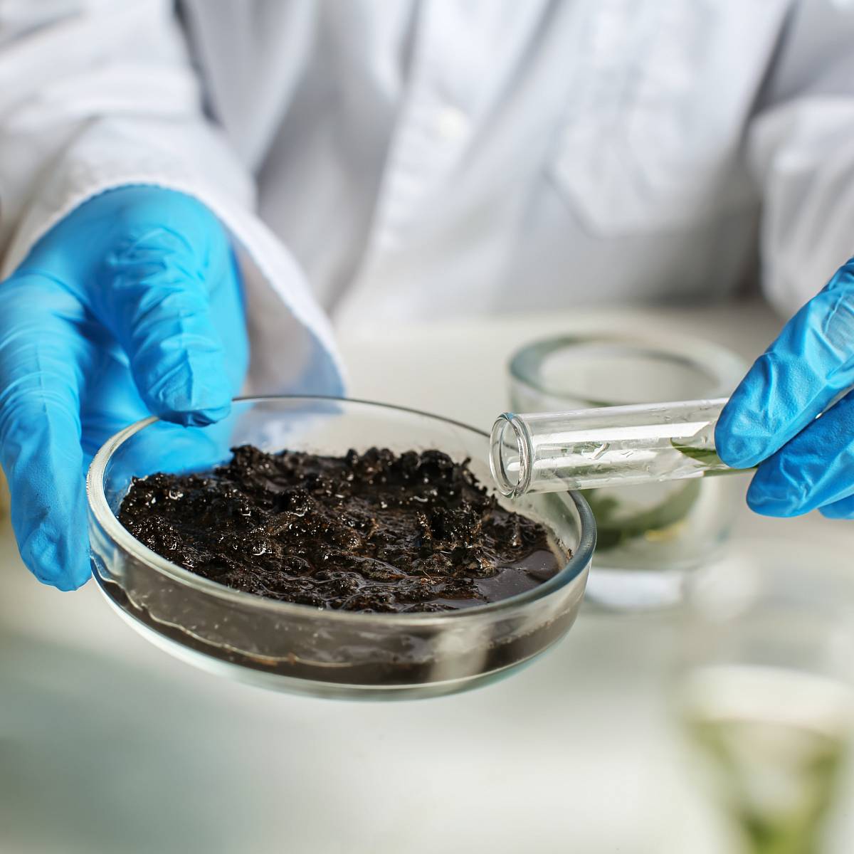 Laboruntersuchung einer Bodenprobe – Forscherin mit blauen Handschuhen analysiert feuchten Boden in einer Petrischale zur Bestimmung von Schadstoffen und Bodenqualität.