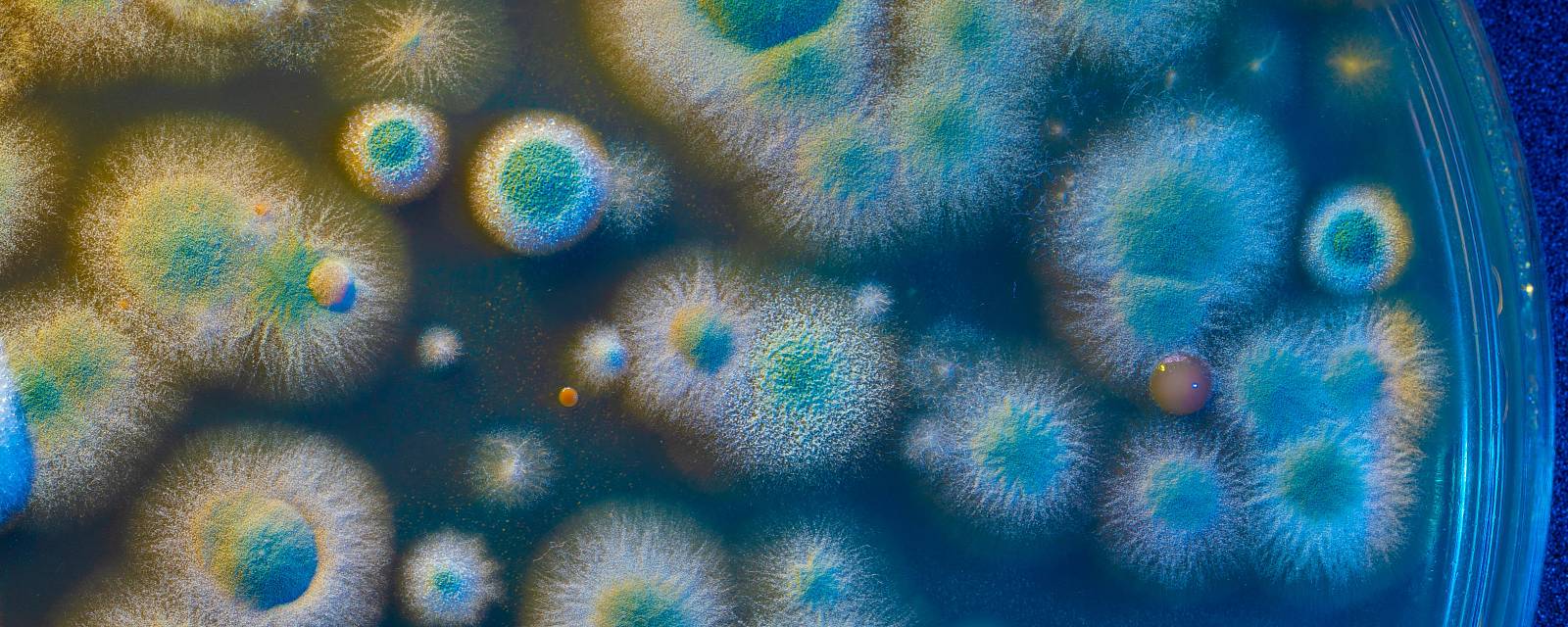 Nahaufnahme verschiedener Schimmelpilzkulturen auf Nährboden unter Laborlicht zur Untersuchung von Pilzarten und Wachstumsmustern.