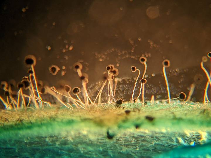 Mikroskopische Aufnahme von Schimmelpilzsporen und Hyphen auf einem Nährmedium